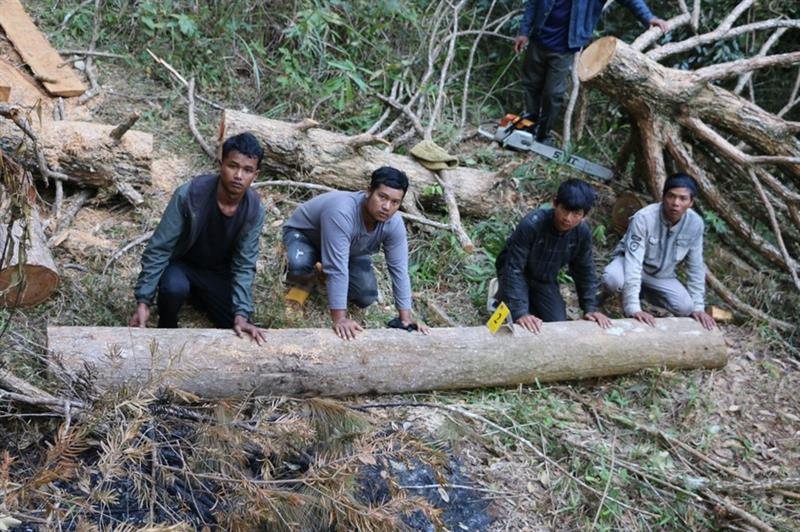 Một cây gỗ bị các đối tượng cưa hạ.