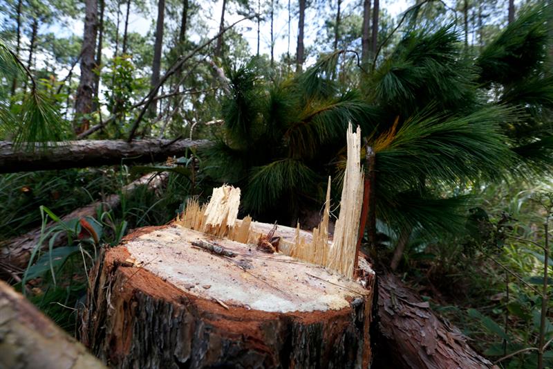 Dịp Tết Nguyên đán 2023 địa bàn tỉnh xảy ra 4 vụ phá rừng