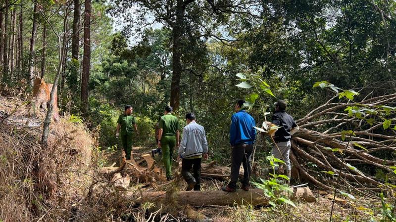 Cơ quan CSĐT khám nghiệm hiện trường vụ phá rừng phòng hộ.