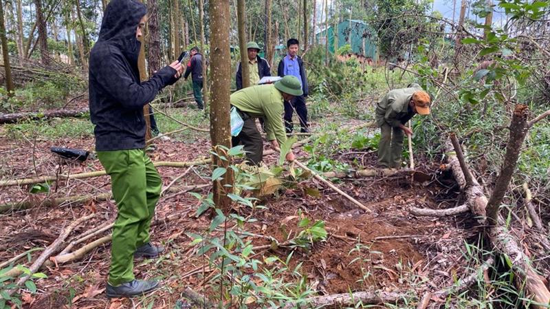 Hiện trường vụ phá rừng thông ở huyện Bảo Lâm. Ảnh: VT