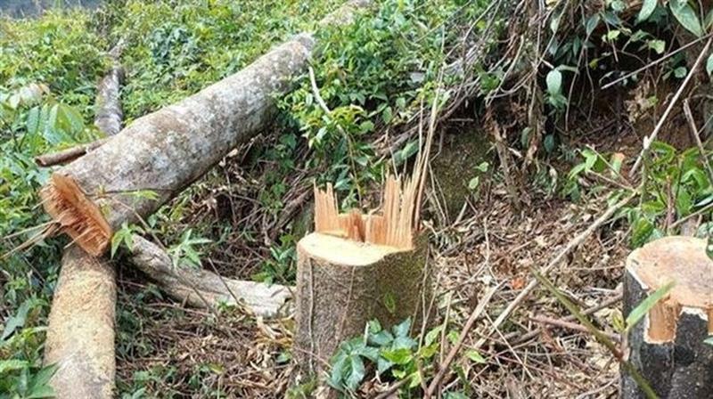 Hiện trường một vụ phá rừng tại khu vực giáp ranh giữa hai huyện Lạc Dương và huyện Đam Rông. Ảnh: Đặng Tuấn